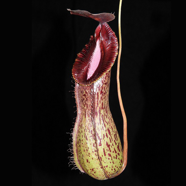 Nepenthes burkei x hamata | | Carnivorous Plant Nursery