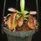 Nepenthes burkei x hamata | | Carnivorous Plant Nursery