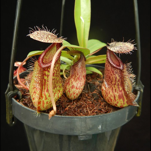 Nepenthes burkei x hamata | | Carnivorous Plant Nursery