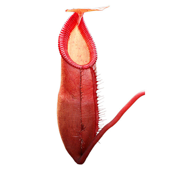 Nepenthes diatas