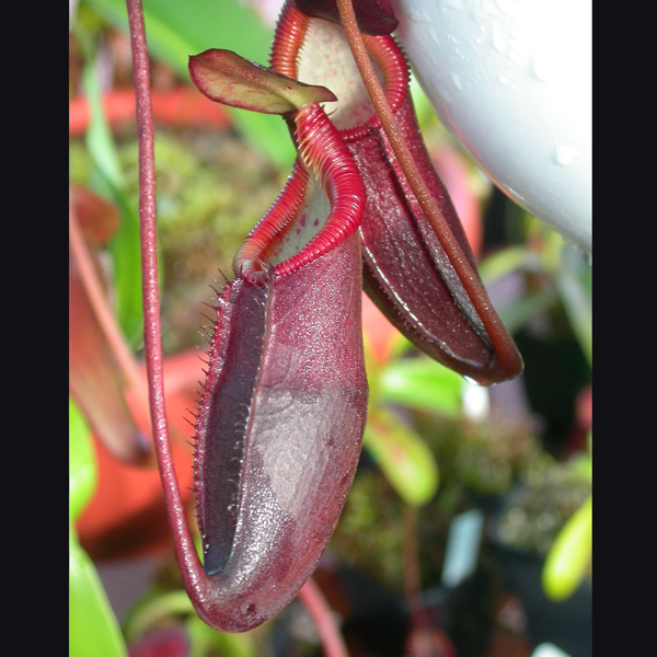 Nepenthes diatas