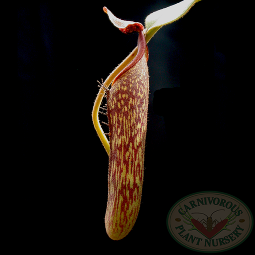 Nepenthes fusca