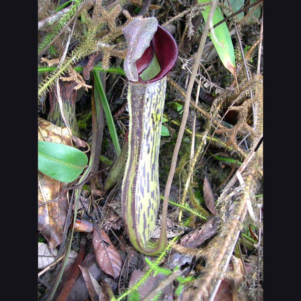 Nepenthes fusca