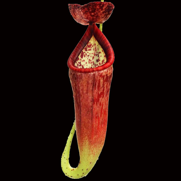 Nepenthes glandulifera