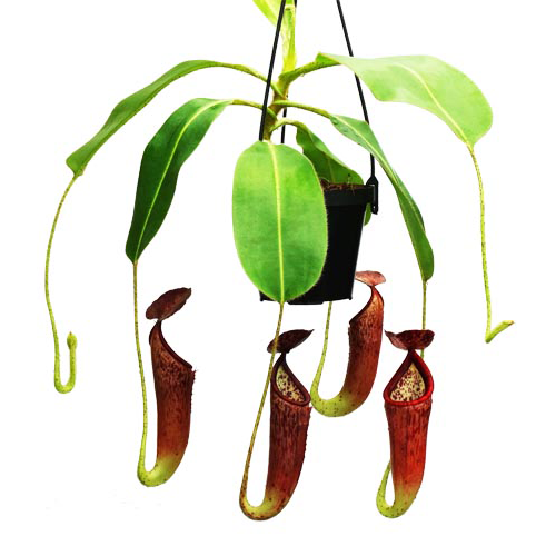 Nepenthes glandulifera