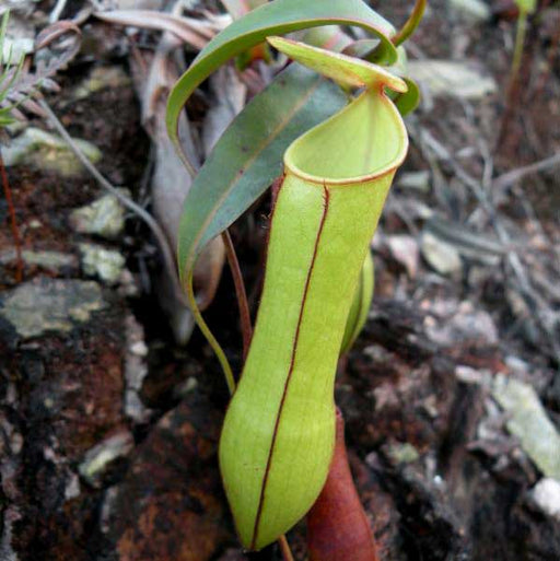 Nepenthes gracilis, image from wikicommons, Robert Tan Hung Huat