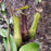 Nepenthes gracilis, image from wikicommons, ma_suska