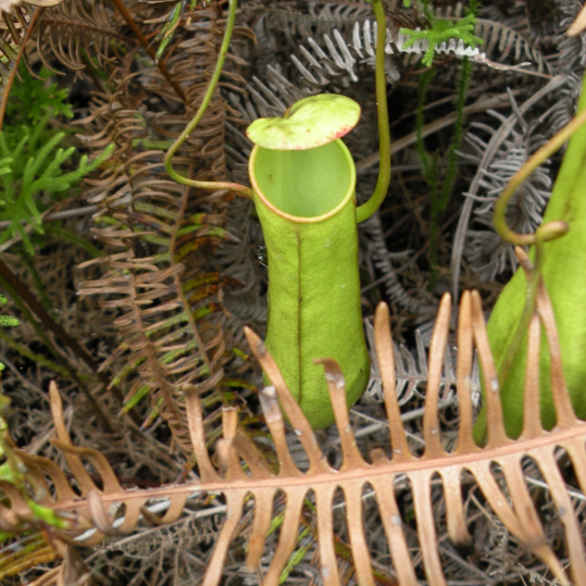Nepenthes gracilis, image from wikicommons, Robert Tan Hung Huat