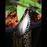 Nepenthes hamata