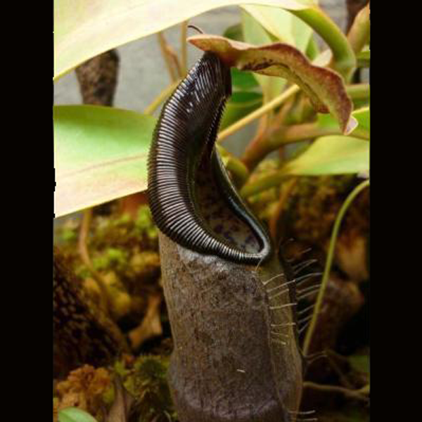 Nepenthes izumiae