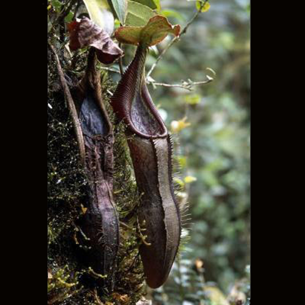 Nepenthes izumiae