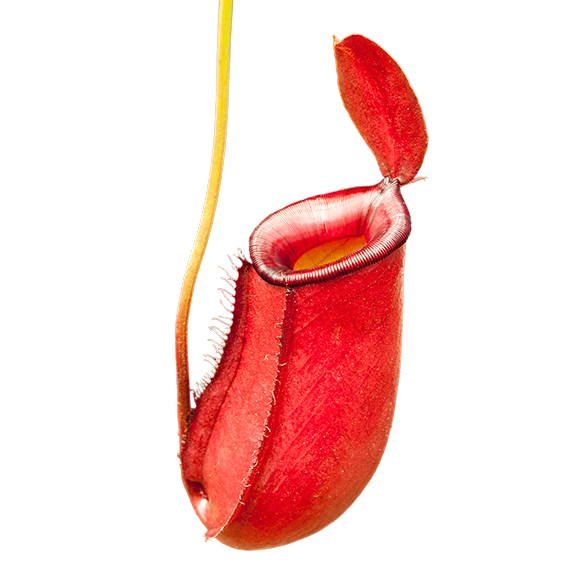 Nepenthes