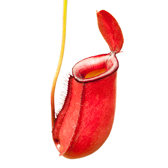 Nepenthes x Lady Luck