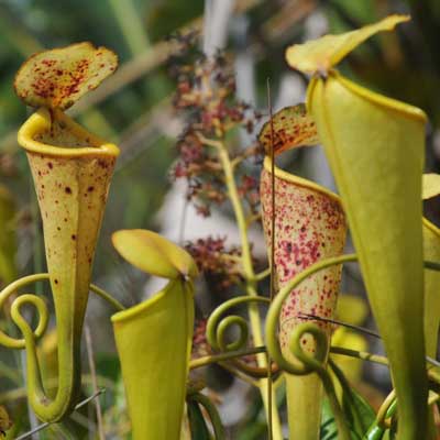 Nepenthes madagascariensis