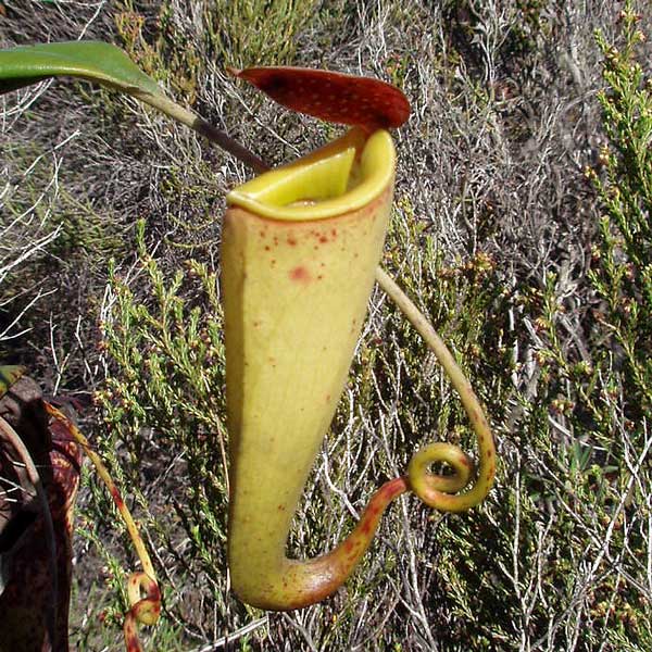 Nepenthes madagascariensis