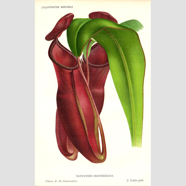 Lithograph Nepenthes mastersiana, 1886