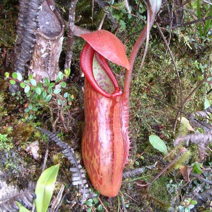 Nepenthes Nursery - Carnivorous Pitcher Plant | Shop Online