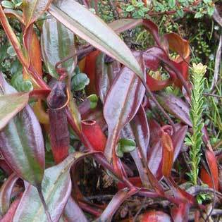 Nepenthes maxima