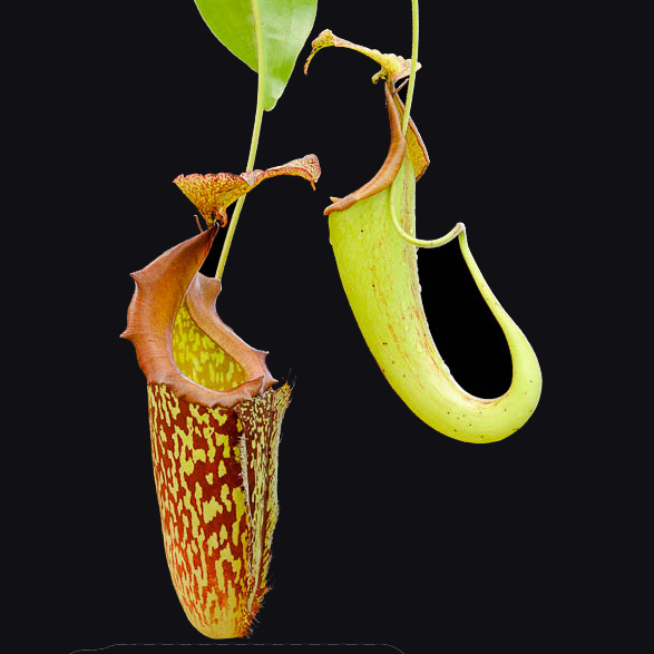 Nepenthes maxima