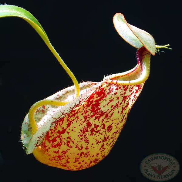 Nepenthes rafflesiana