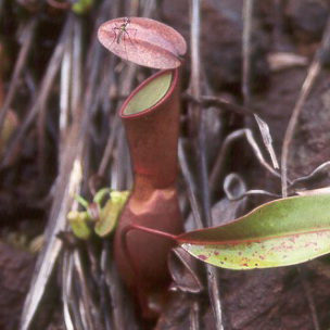 Nepenthes reinwardtiana