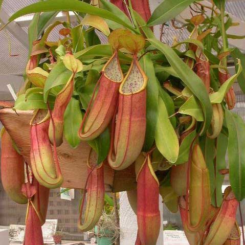 Nepenthes x sanguinea - plante carnivore d'intérieur