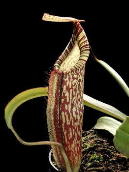 Nepenthes spectabilis