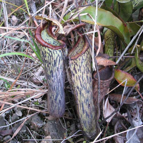 Nepenthes stenophylla