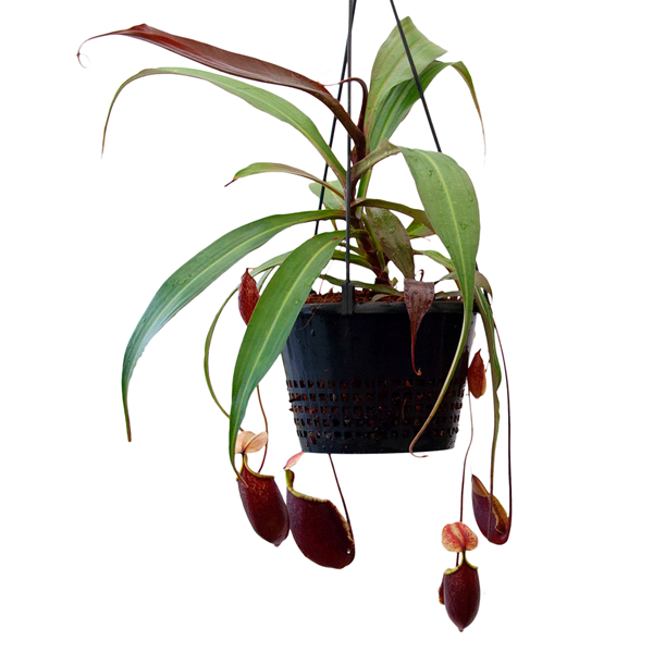 Nepenthes x Suki