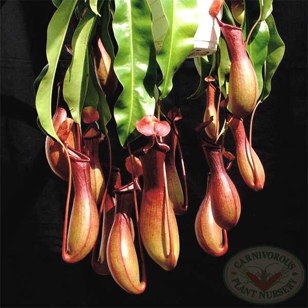 nepenthes pitcher plant