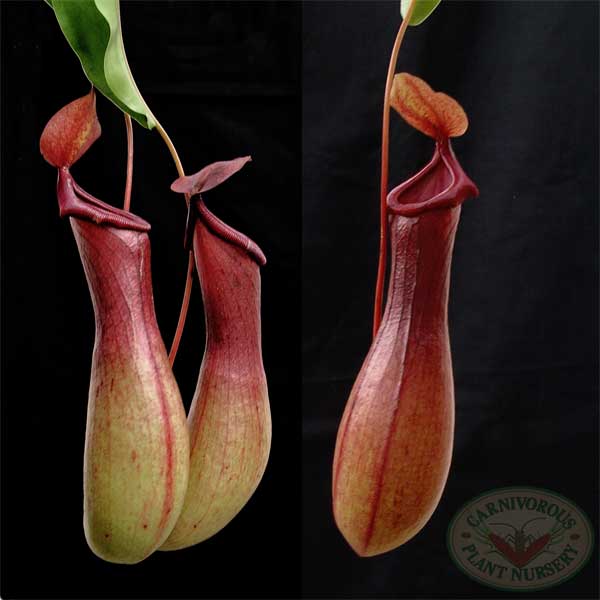 Nepenthes x ventrata