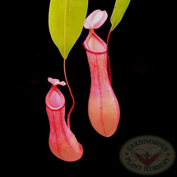 Pitcher Plant Lithograph Artist Print - Carnivorous Plant Resource
