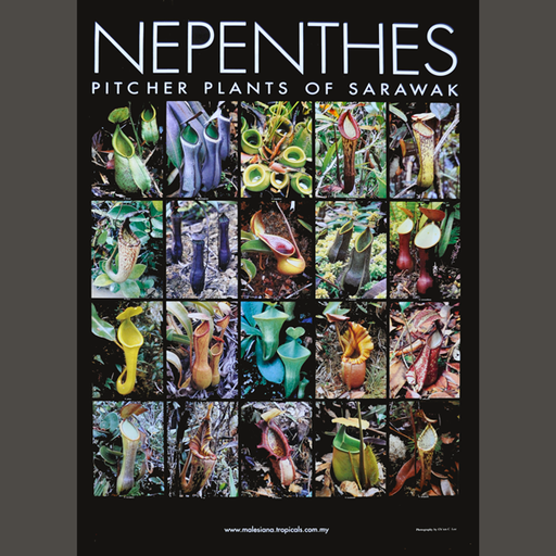 Nepenthes Poster