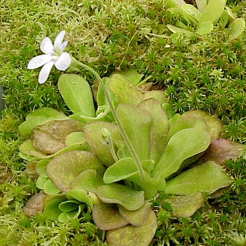 Pinguicula agnata