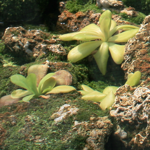 Pinguicula agnate from WikiCommons, Karilj.