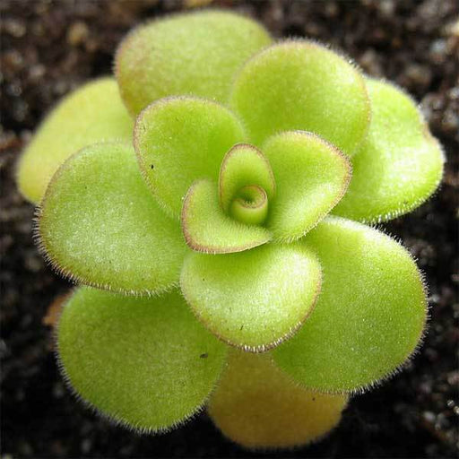 Pinguicula agnata