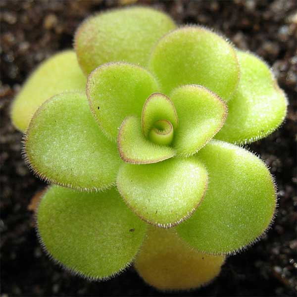 Pinguicula agnate from WikiCommons, Jan Wieneke.