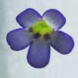 Pinguicula agnata var. True Blue