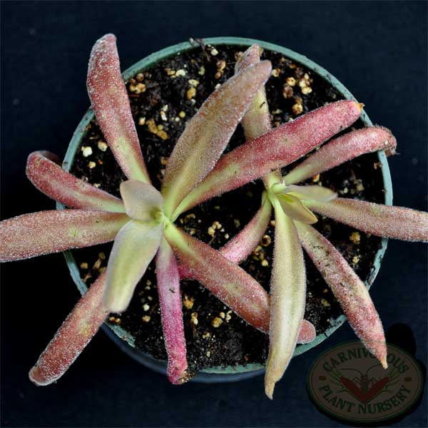 Pinguicula x Aphrodite