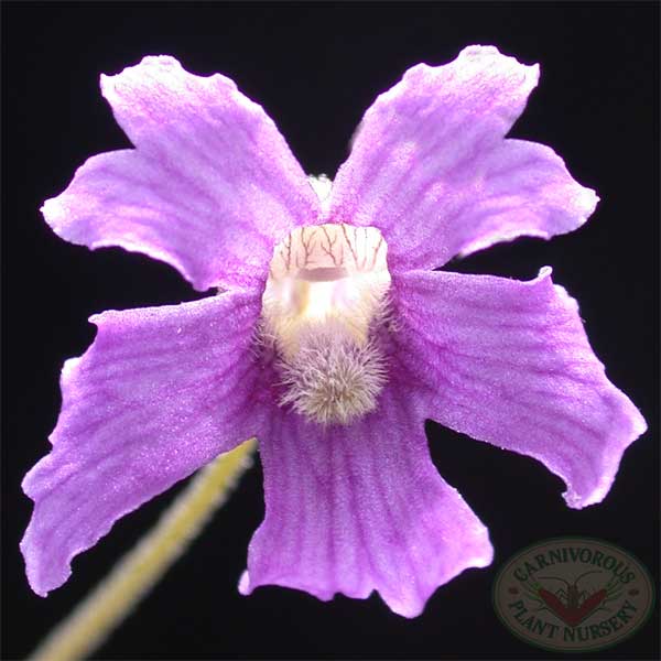 Pinguicula caerulea flower