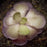 Cyclosecta Butterwort | | Carnivorous Plant Nursery