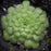 Cyclosecta Butterwort | | Carnivorous Plant Nursery