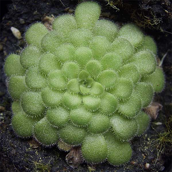 Cyclosecta Butterwort | | Carnivorous Plant Nursery
