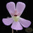 Pinguicula esseriana