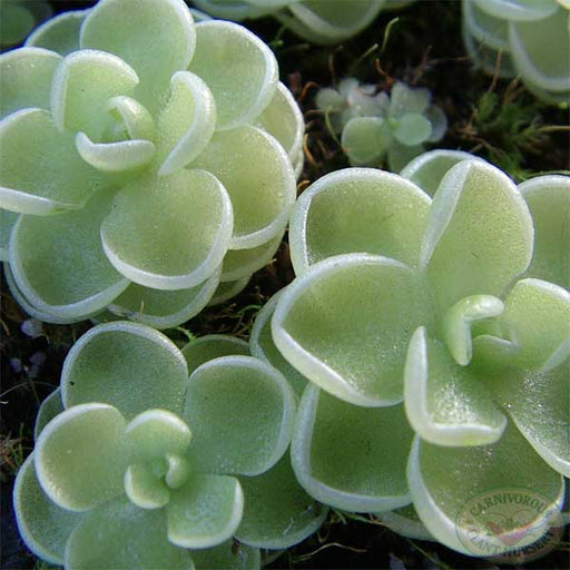 Pinguicula esseriana