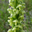 Green Fringe Orchid, Platanthera flava, Wikicommons