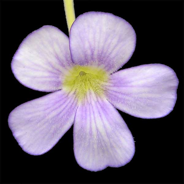 Pinguicula gigantea flower