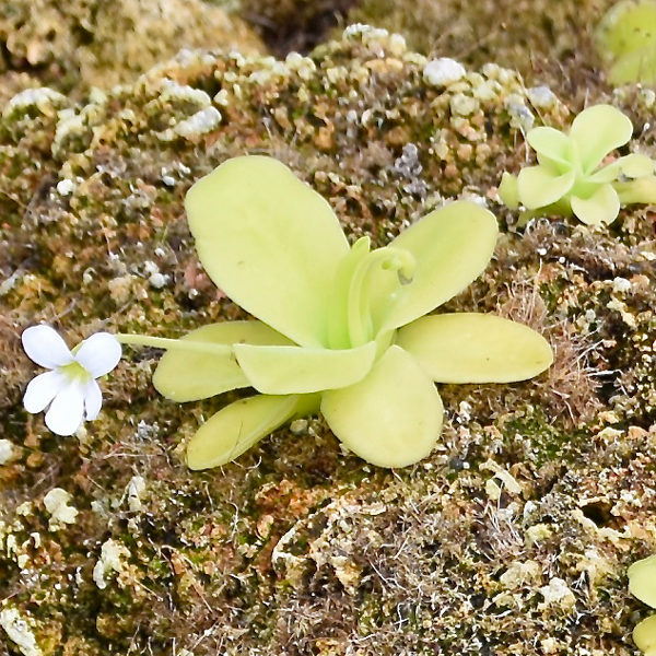 Pinguicula gigantea - White Flower from Wikicommons