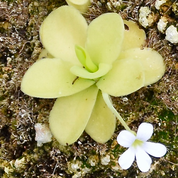 Pinguicula gigantea - White Flower from Wikicommons