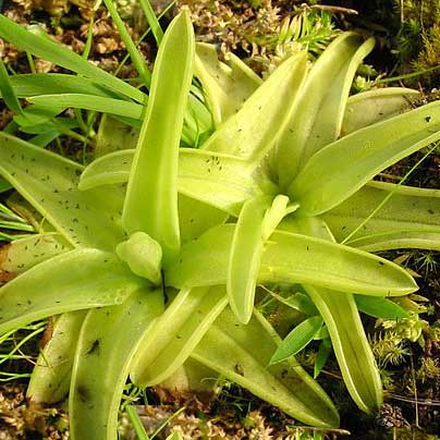 Pinguicula lutea